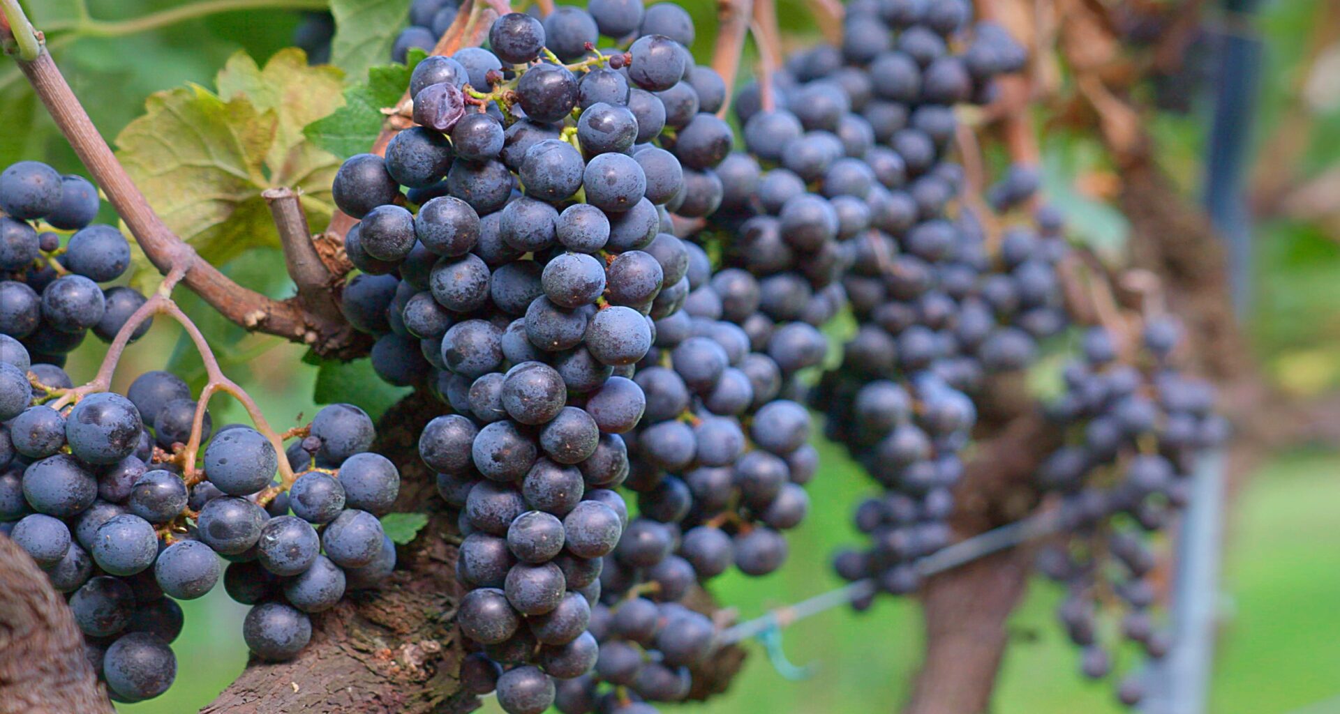 "La vendemmia: dalla vigna alla cantina" su Acadèmia.tv