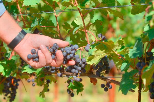 "Il terroir e la vite" nel corso sui grandi vini italiani su Acadèmia.tv