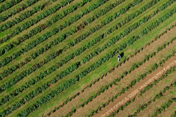 "La vendemmia: dalla vigna alla cantina" su Acadèmia.tv